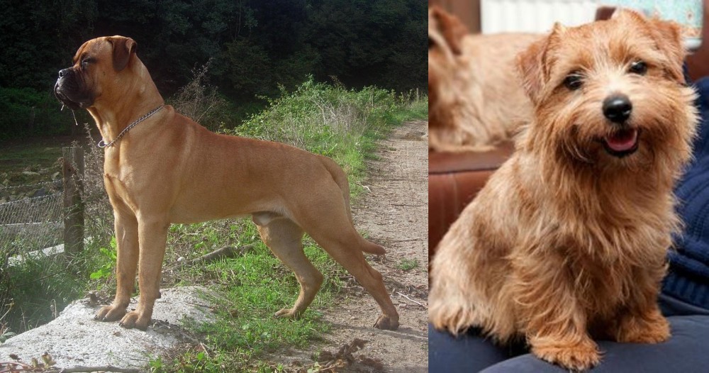 Norfolk Terrier vs Bullmastiff - Breed Comparison