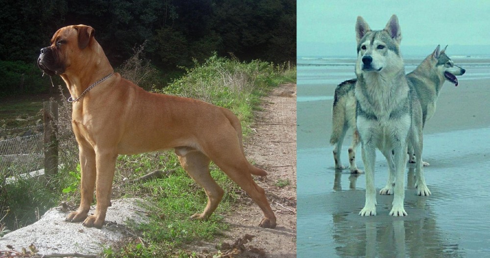 Northern Inuit Dog vs Bullmastiff - Breed Comparison