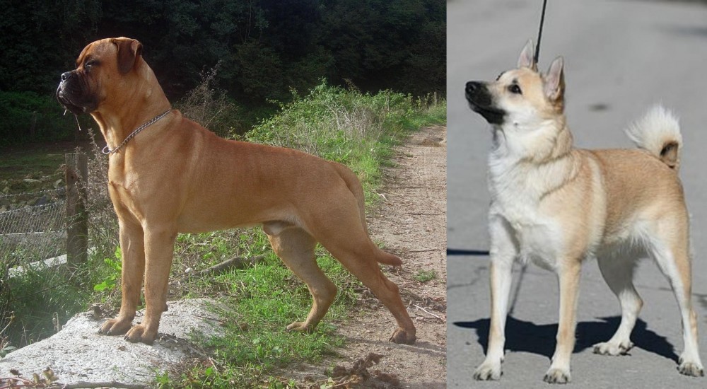 Norwegian Buhund vs Bullmastiff - Breed Comparison
