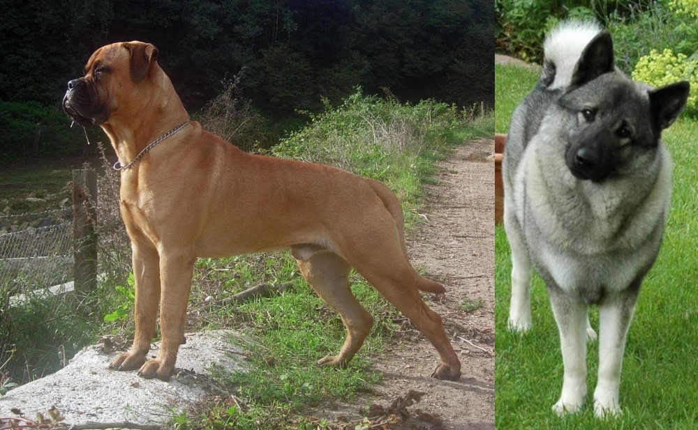 Norwegian Elkhound vs Bullmastiff - Breed Comparison