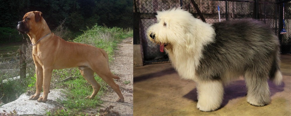 Old English Sheepdog vs Bullmastiff - Breed Comparison