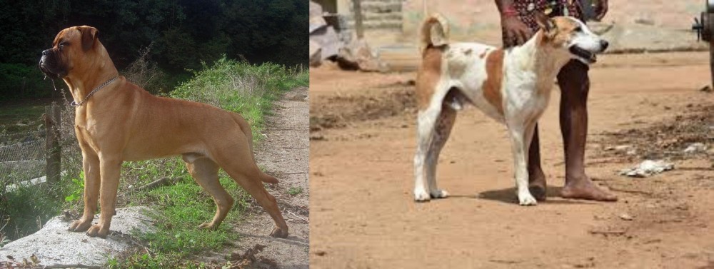Pandikona vs Bullmastiff - Breed Comparison