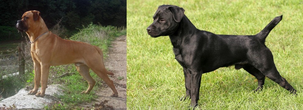 Patterdale Terrier vs Bullmastiff - Breed Comparison