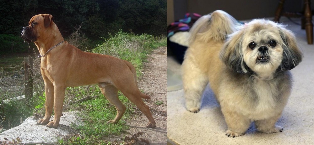 PekePoo vs Bullmastiff - Breed Comparison