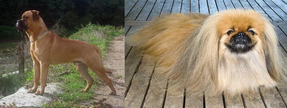 Pekingese vs Bullmastiff - Breed Comparison