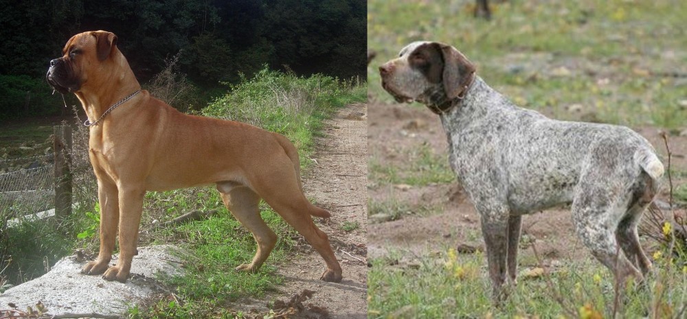Perdiguero de Burgos vs Bullmastiff - Breed Comparison