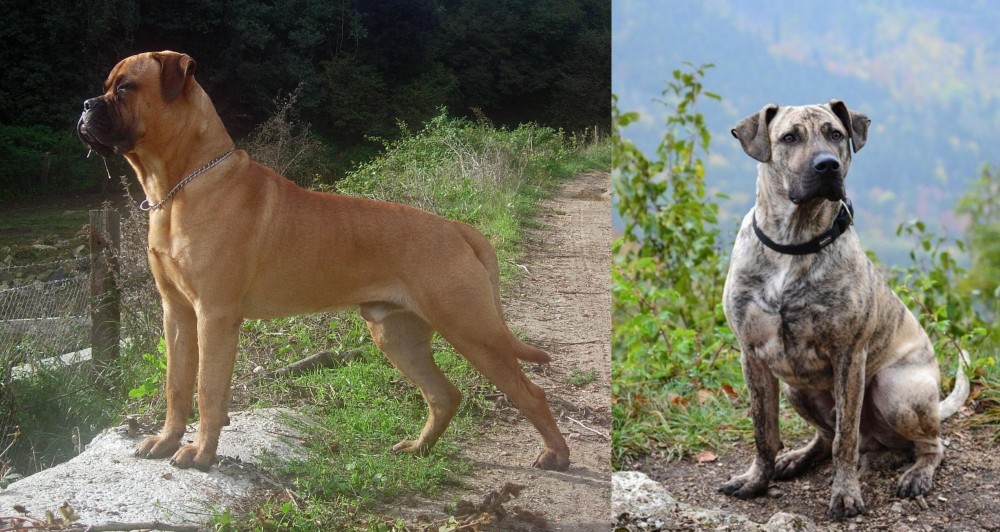 Perro Cimarron vs Bullmastiff - Breed Comparison