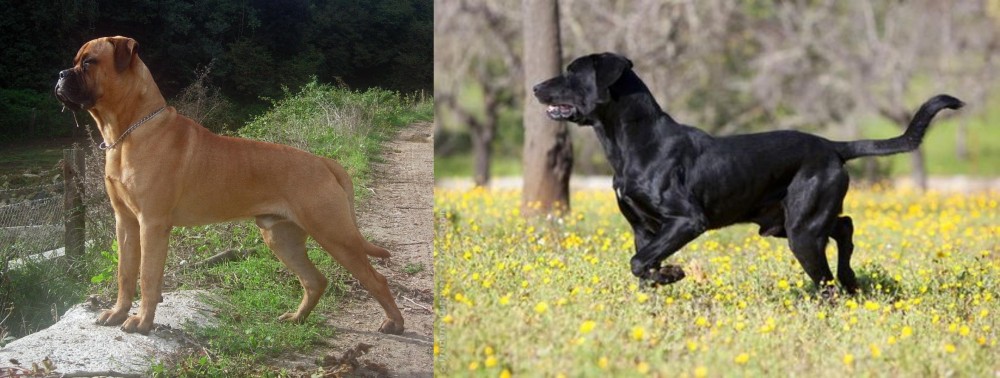 Perro de Pastor Mallorquin vs Bullmastiff - Breed Comparison
