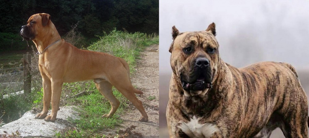 Perro de Presa Canario vs Bullmastiff - Breed Comparison
