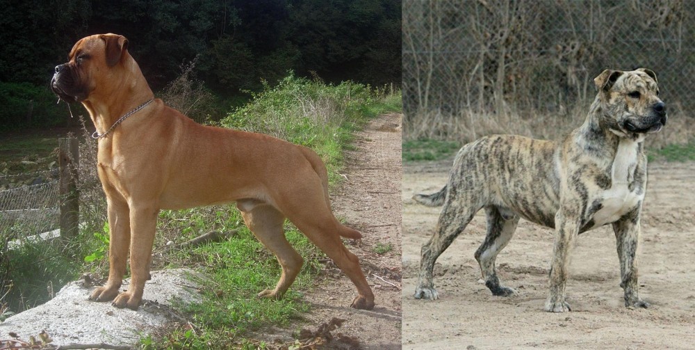 Perro de Presa Mallorquin vs Bullmastiff - Breed Comparison
