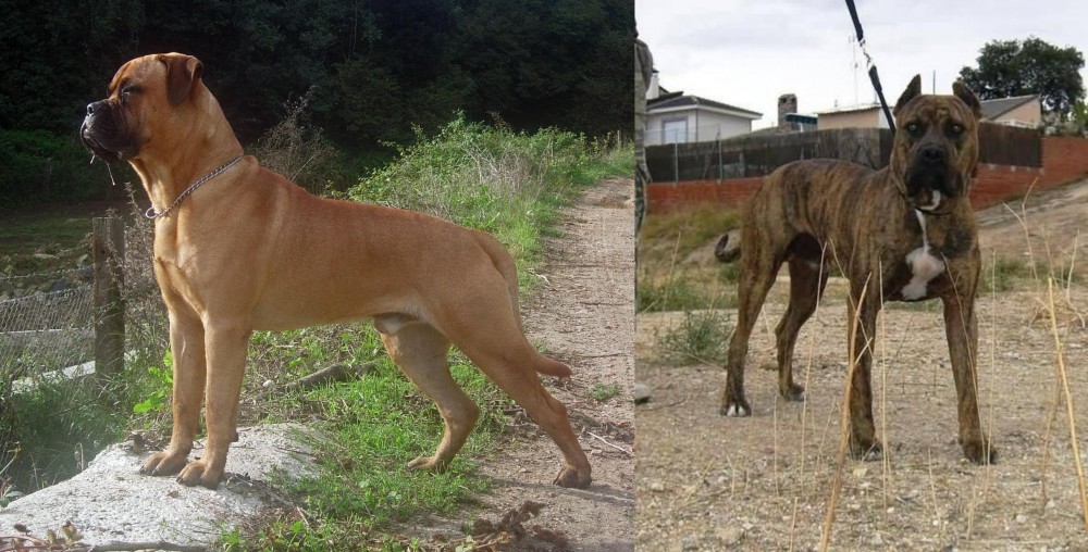 Perro de Toro vs Bullmastiff - Breed Comparison