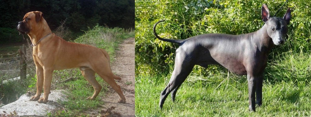 Peruvian Hairless vs Bullmastiff - Breed Comparison