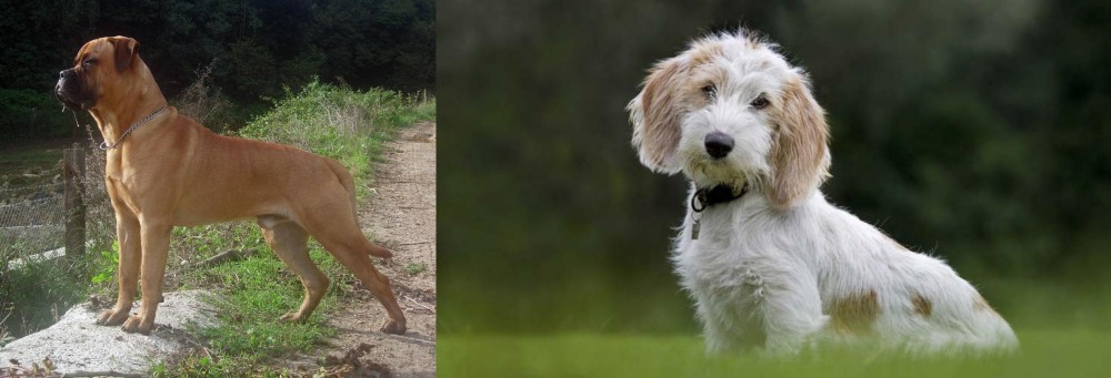 Petit Basset Griffon Vendeen vs Bullmastiff - Breed Comparison
