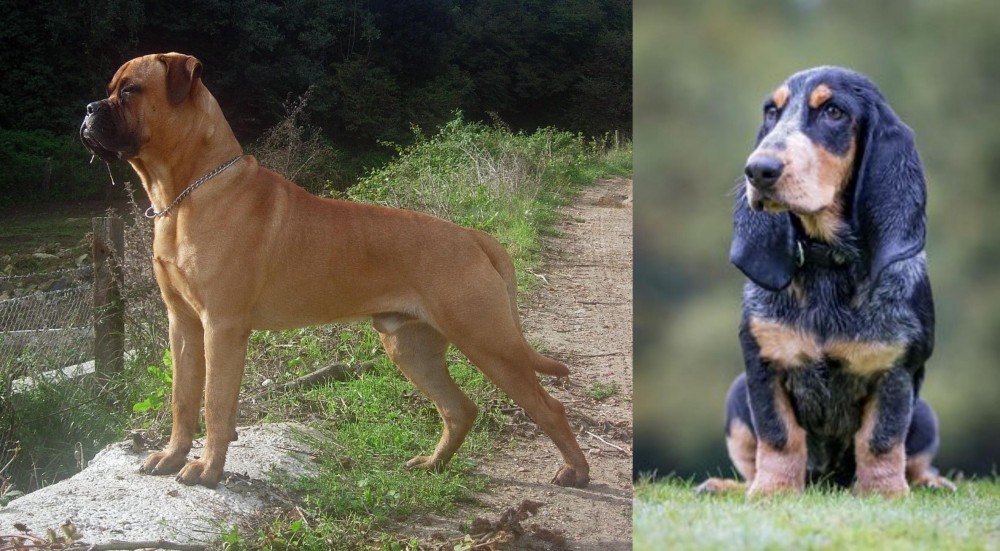 Petit Bleu de Gascogne vs Bullmastiff - Breed Comparison
