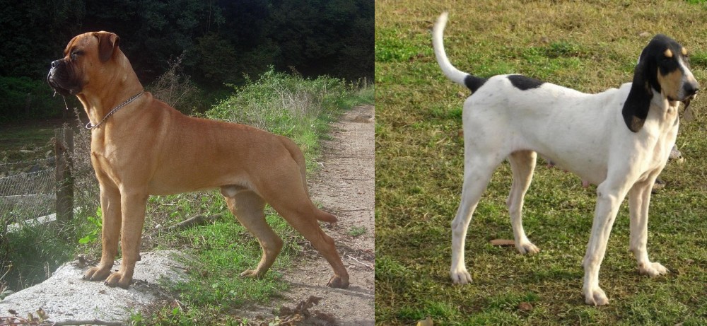 Petit Gascon Saintongeois vs Bullmastiff - Breed Comparison