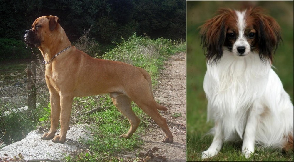 Phalene vs Bullmastiff - Breed Comparison