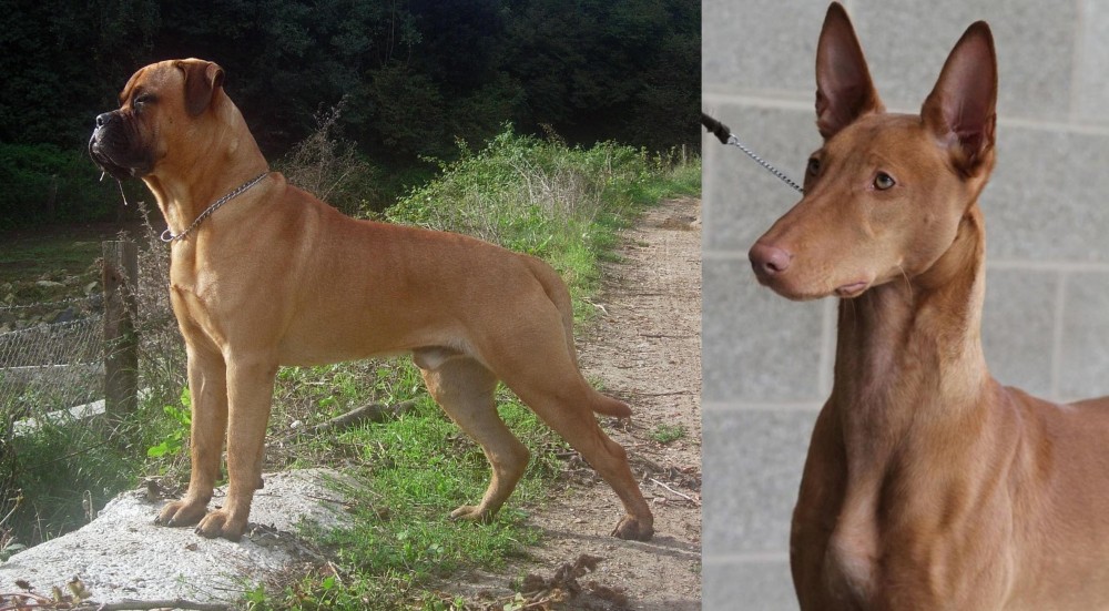 Pharaoh Hound vs Bullmastiff - Breed Comparison
