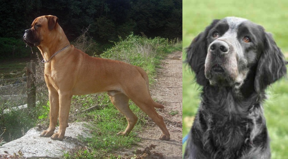 Picardy Spaniel vs Bullmastiff - Breed Comparison
