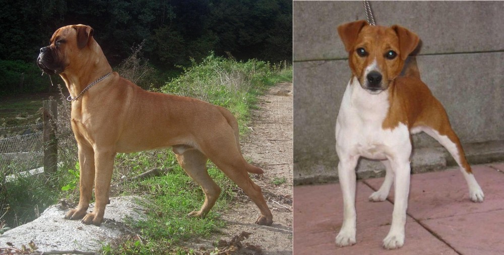 Plummer Terrier vs Bullmastiff - Breed Comparison