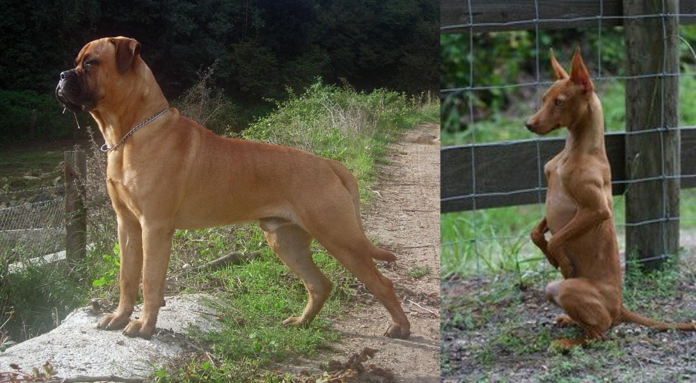 Podenco Andaluz vs Bullmastiff - Breed Comparison