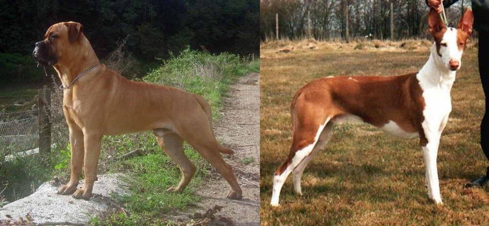 Podenco Canario vs Bullmastiff - Breed Comparison