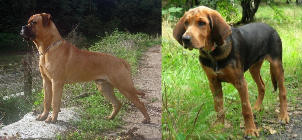 Polish Hound vs Bullmastiff - Breed Comparison