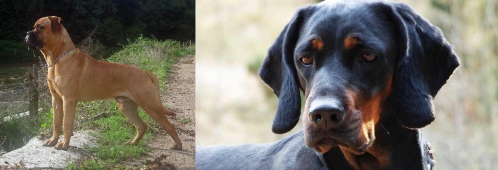 Polish Hunting Dog vs Bullmastiff - Breed Comparison