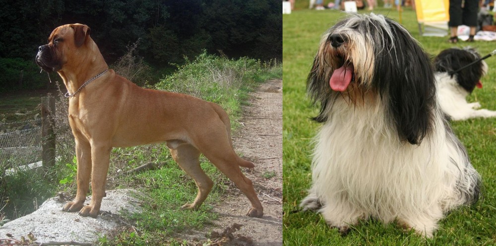 Polish Lowland Sheepdog vs Bullmastiff - Breed Comparison