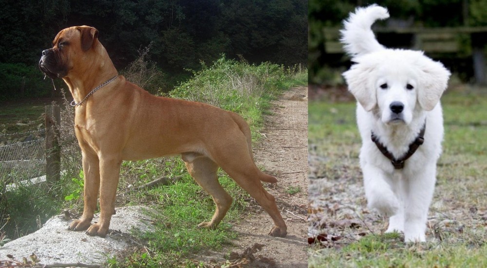 Polish Tatra Sheepdog vs Bullmastiff - Breed Comparison