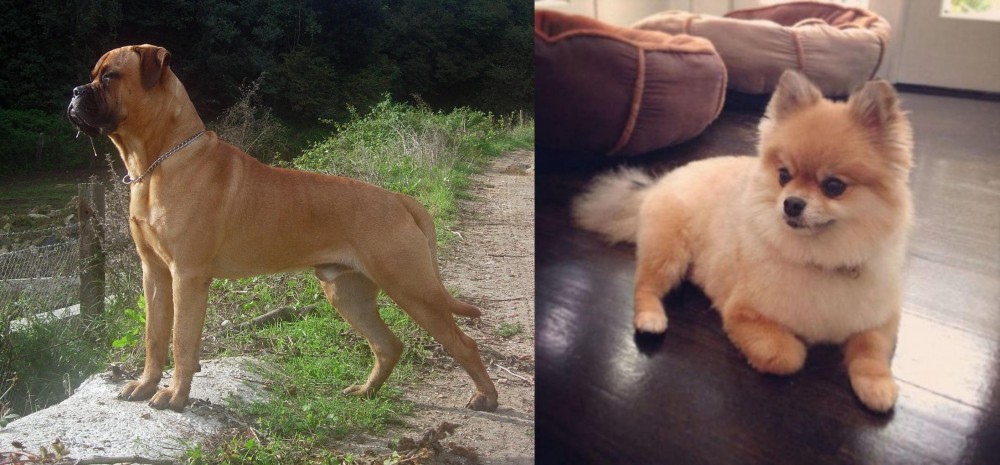 Pomeranian vs Bullmastiff - Breed Comparison