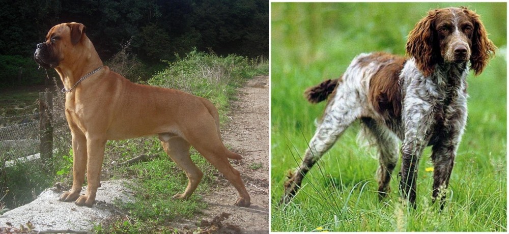Pont-Audemer Spaniel vs Bullmastiff - Breed Comparison