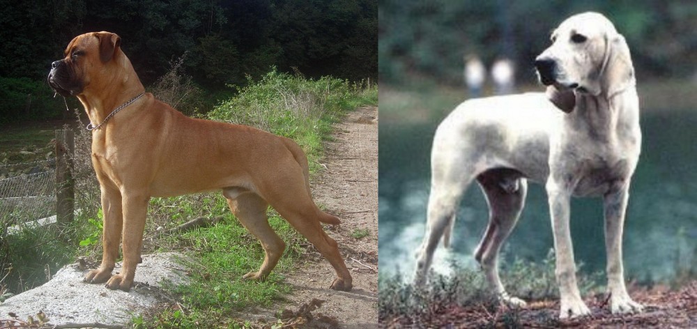 Porcelaine vs Bullmastiff - Breed Comparison