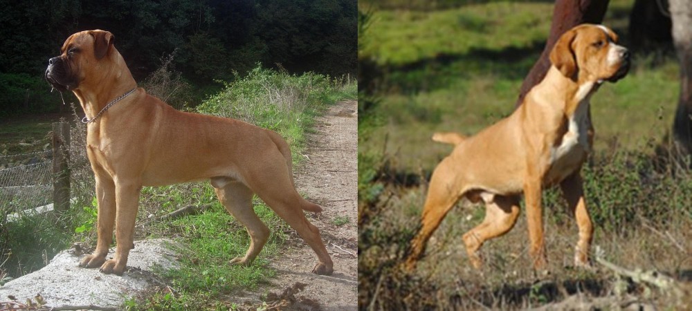 Portuguese Pointer vs Bullmastiff - Breed Comparison