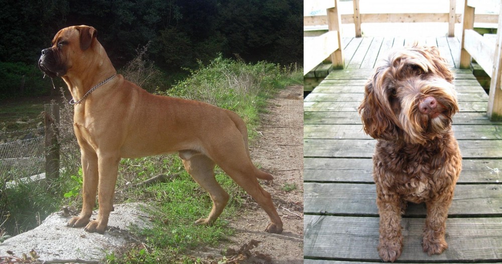 Portuguese Water Dog vs Bullmastiff - Breed Comparison