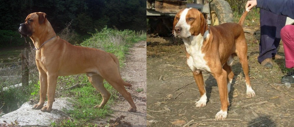 Posavac Hound vs Bullmastiff - Breed Comparison