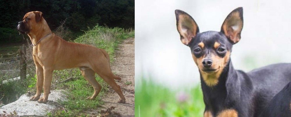 Prazsky Krysarik vs Bullmastiff - Breed Comparison