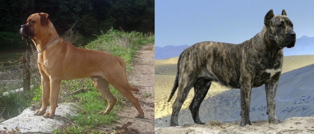 Presa Canario vs Bullmastiff - Breed Comparison