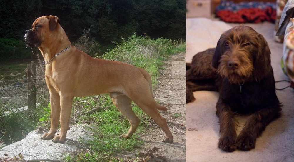 Pudelpointer vs Bullmastiff - Breed Comparison