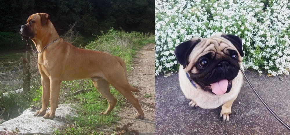 Pug vs Bullmastiff - Breed Comparison