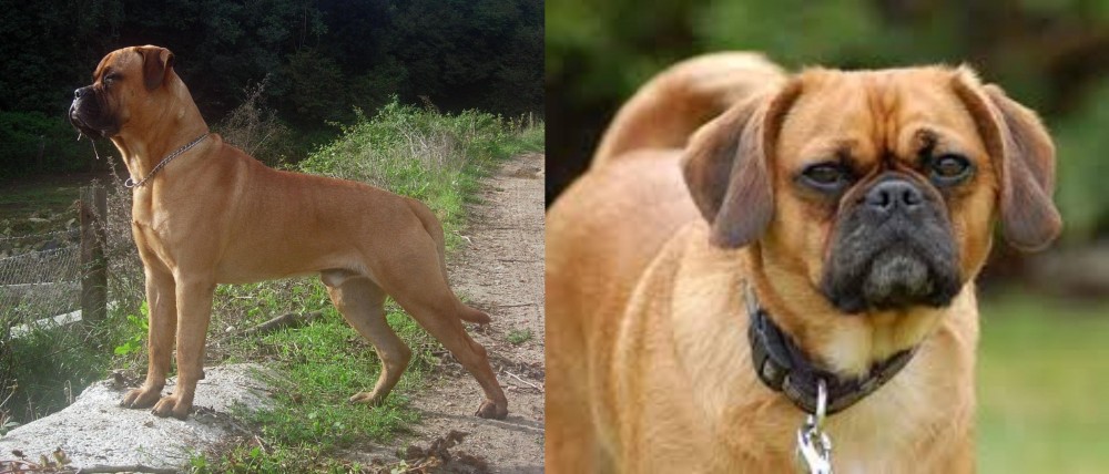 Pugalier vs Bullmastiff - Breed Comparison