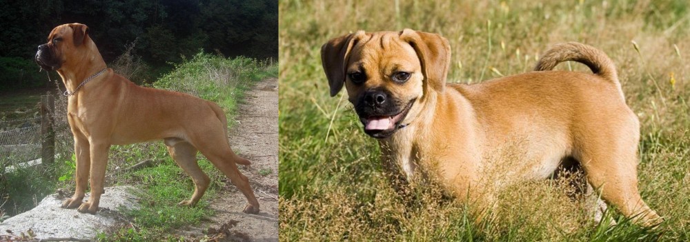 Puggle vs Bullmastiff - Breed Comparison