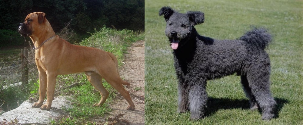 Pumi vs Bullmastiff - Breed Comparison