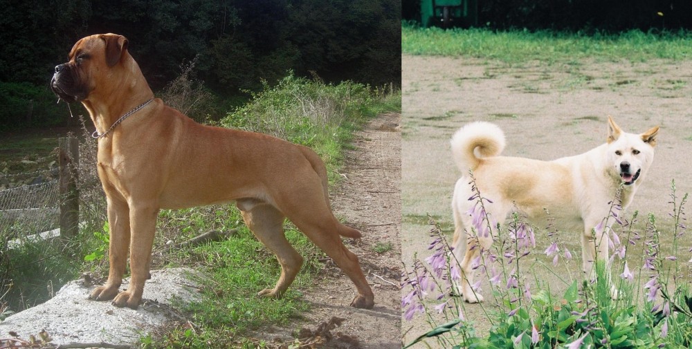 Pungsan Dog vs Bullmastiff - Breed Comparison