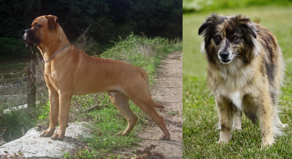 Pyrenean Shepherd vs Bullmastiff - Breed Comparison