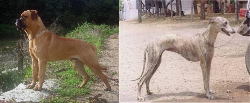 Rampur Greyhound vs Bullmastiff - Breed Comparison