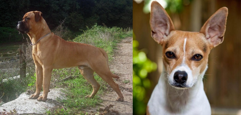 Rat Terrier vs Bullmastiff - Breed Comparison
