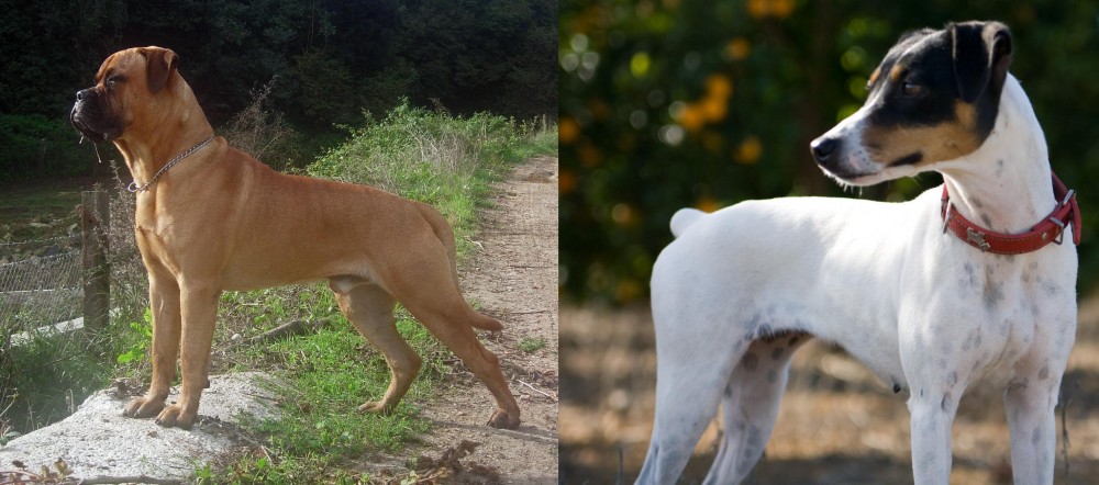 Ratonero Bodeguero Andaluz vs Bullmastiff - Breed Comparison