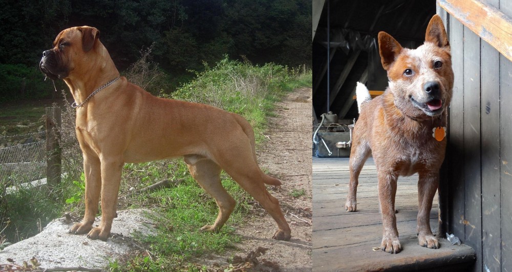 Red Heeler vs Bullmastiff - Breed Comparison