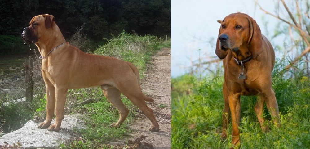Redbone Coonhound vs Bullmastiff - Breed Comparison