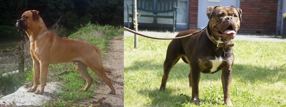 Renascence Bulldogge vs Bullmastiff - Breed Comparison